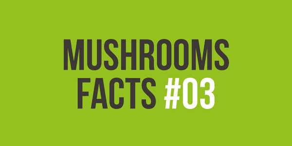 [MUSHROOM FACTS #03] Beneficial for the management of neurodegenerative conditions
