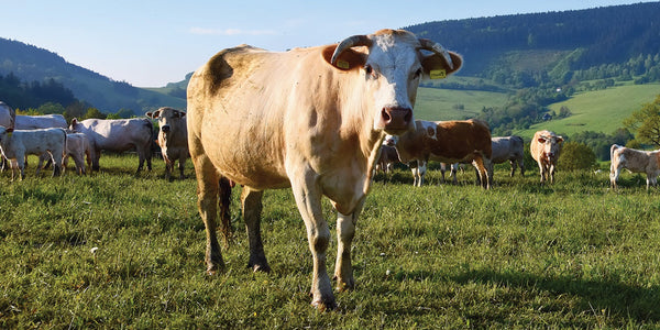 Nace el proyecto FINALMEAT para crear un producto cárnico novedoso,